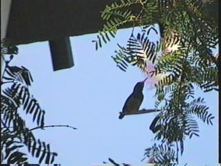 Тайский колибри