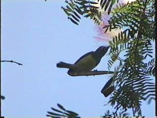 Тайский колибри-2