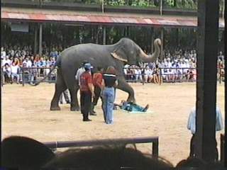Слоновий массаж