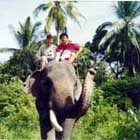 Elephant Tracking
